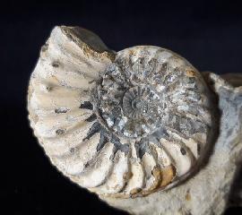 Ammoniten - Deutschland - Pleuroceras solare (PHILLIPS 1829)